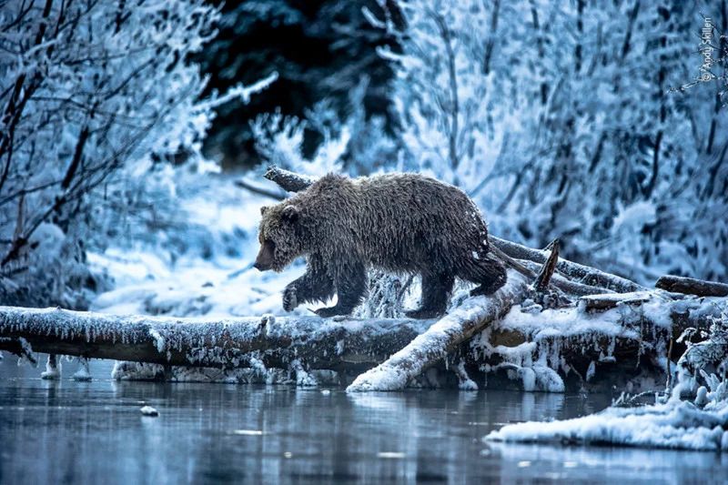 Publiczność wybrała najlepsze zdjęcia konkursu Wildlife Photographer of the Year 2021. Oto one 2