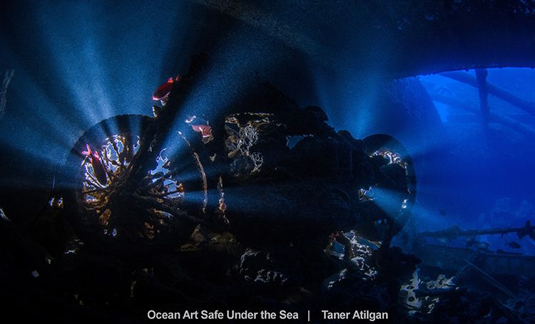 Najlepsze zdjęcia oceaniczne w konkursie Safe Under the Sea 19
