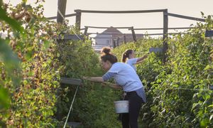Rozdali plony za darmo. Teraz muszą zapłacić podatek
