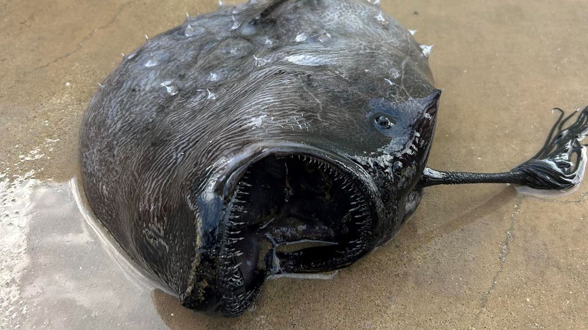 Ryba, którą znaleziono na plaży w parku stanowym Crysal Cave