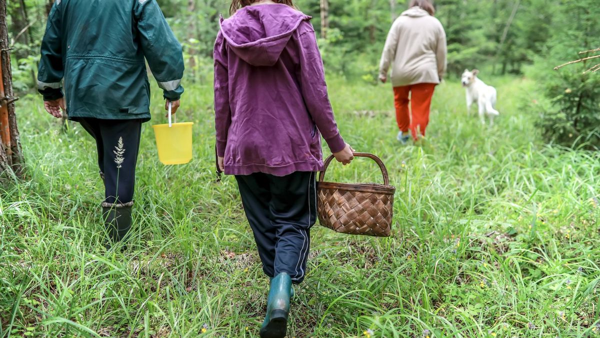 With a basket in hand, a mother and her two teenage children explore the summer woods in search of berries and mushrooms.
Two teenagers with their mom carrying a basket go berry and mushroom picking in the forest during summer.
Natalia  Lebedinskaia