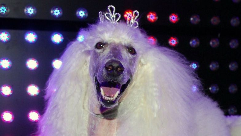 Zdjęcie pudelka polskiego fotografa docenione w międzynarodowym konkursie