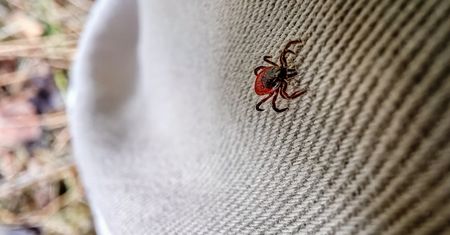 Żołędzie mogą zapowiadać wysyp kleszczy. Naukowcy odkryli zaskakującą zależność