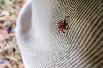 Żołędzie mogą zapowiadać wysyp kleszczy. Naukowcy odkryli zaskakującą zależność