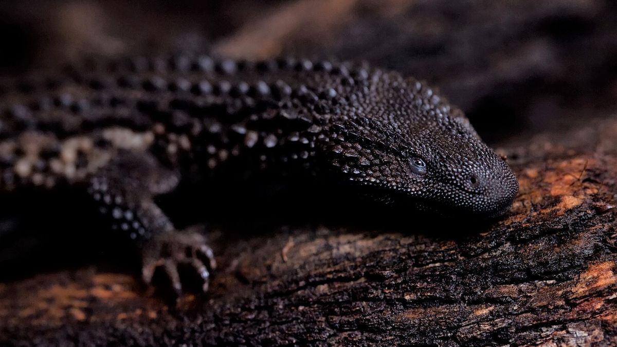 Warany bezuche we wrocławskim zoo