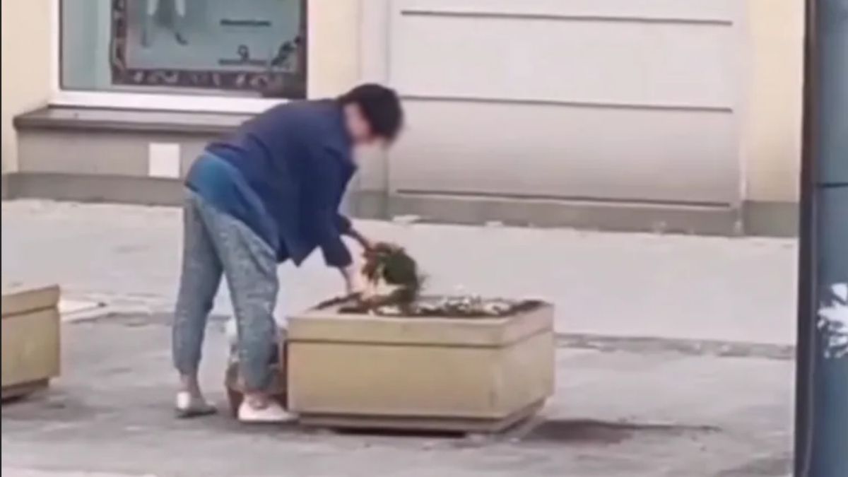 Kobieta upatrzyła sobie sadzonkę z miejskiego kwietnika. Wszystko zaplanowała 