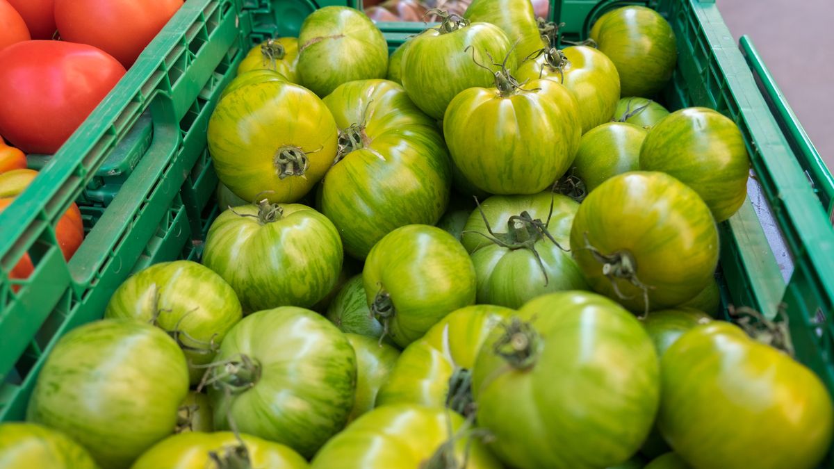 Zielone pomidory