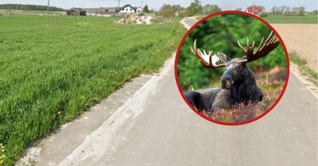 Dramatyczny wypadek w kujawsko-pomorskim. Samochód uderzył w łosia, kierująca pojazdem nie żyje