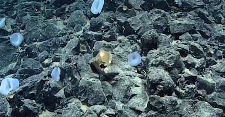 Odkrycie z dna oceanu. Wielkie zaskoczenie wśród naukowców