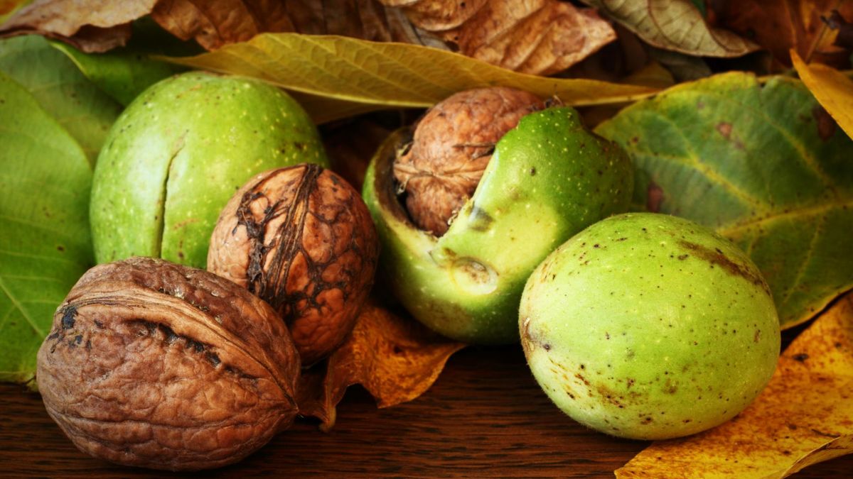 Napar z liści orzecha włoskiego ma niesamowite właściwości