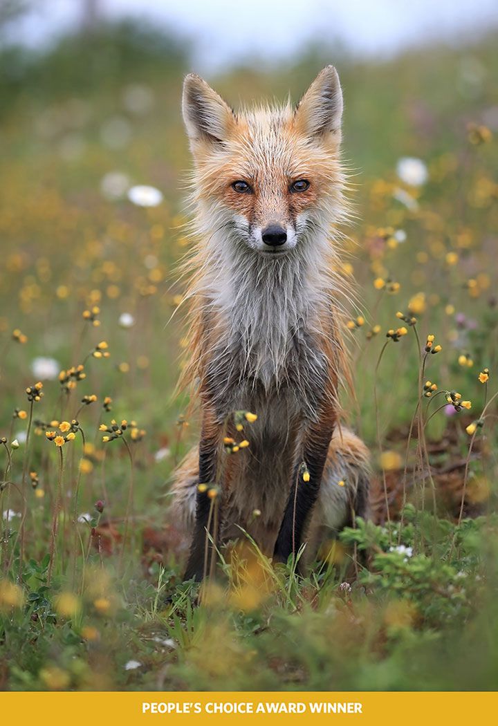 Natura na zdjęciach zwycięzców konkursu The Nature Conservancy Photo Contest 2018 5