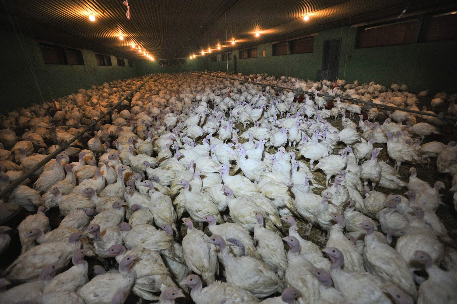 "We Animals" – wyjątkowy projekt dokumentalny, który zwraca uwagę na problem traktowania zwierząt 9