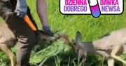 Alarm w lesie pod Koszęcinem. Zwierzęta potrzebowały natychmiastowej pomocy