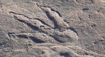 Nowy gigant wśród dinozaurów. Największy dinozaur w Azji Południowej