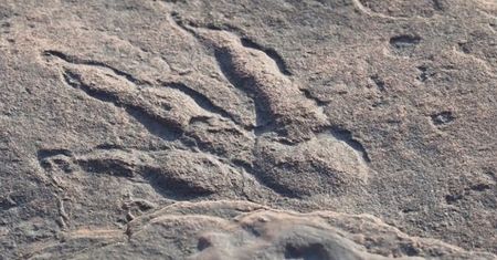 Nowy gigant wśród dinozaurów. Największy dinozaur w Azji Południowej