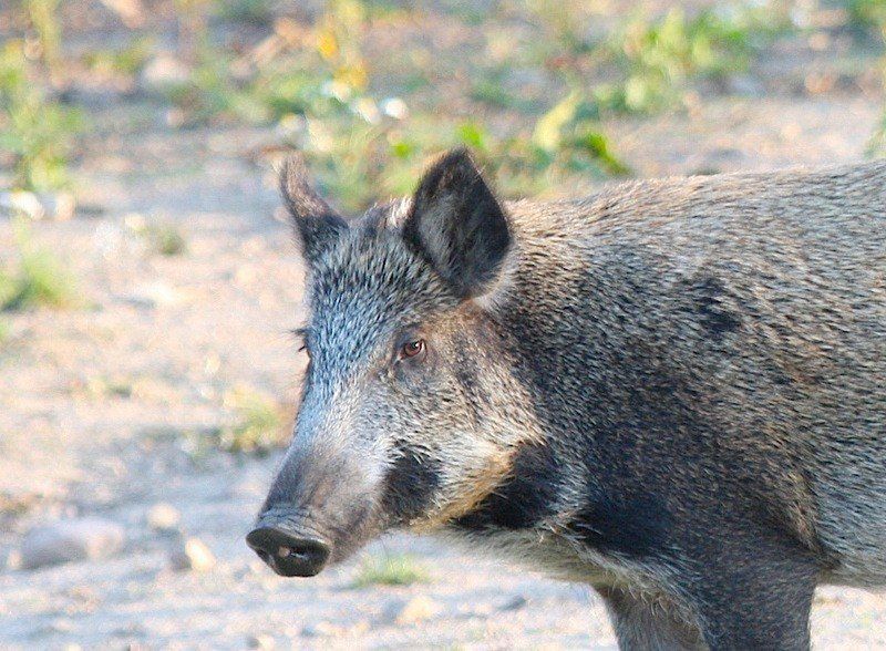 Leśnicy ostrzegają. Dziki zmieniły swoje zachowanie