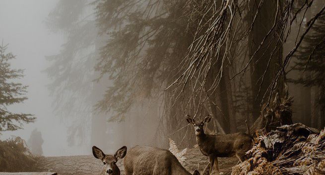 Justyna Zduńczyk wśród laureatów Sony World Photography Awards 2018