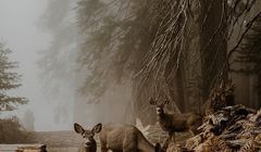 Justyna Zduńczyk wśród laureatów Sony World Photography Awards 2018