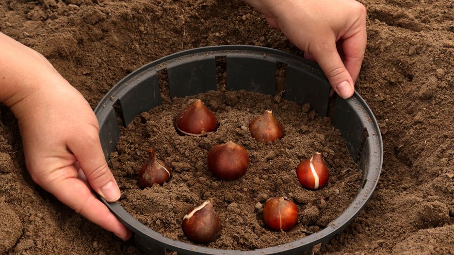 Jak prawidłowo sadzić cebulki kwiatowe?