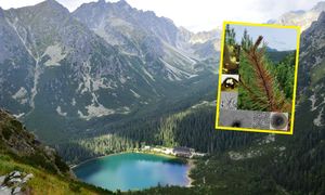 Odkrycie w polskich Tatrach. To zupełnie nowy gatunek grzyba