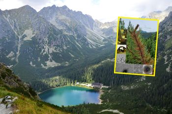 Odkrycie w polskich Tatrach. To zupełnie nowy gatunek grzyba