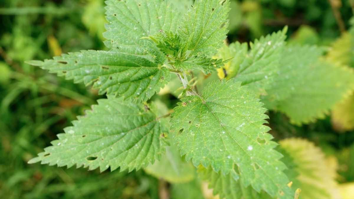 Sok z pokrzywy wykazuje szereg prozdrowotnych właściwości. Działa moczopędnie, dlatego może być stosowany przez osoby zmagające się ze schorzeniami układu moczowo-płciowego. 