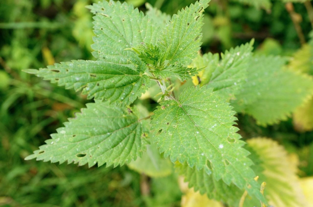 Sok z pokrzywy - jakie witaminy i minerały zawiera? Przepis na naturalny sok z pokrzywy
