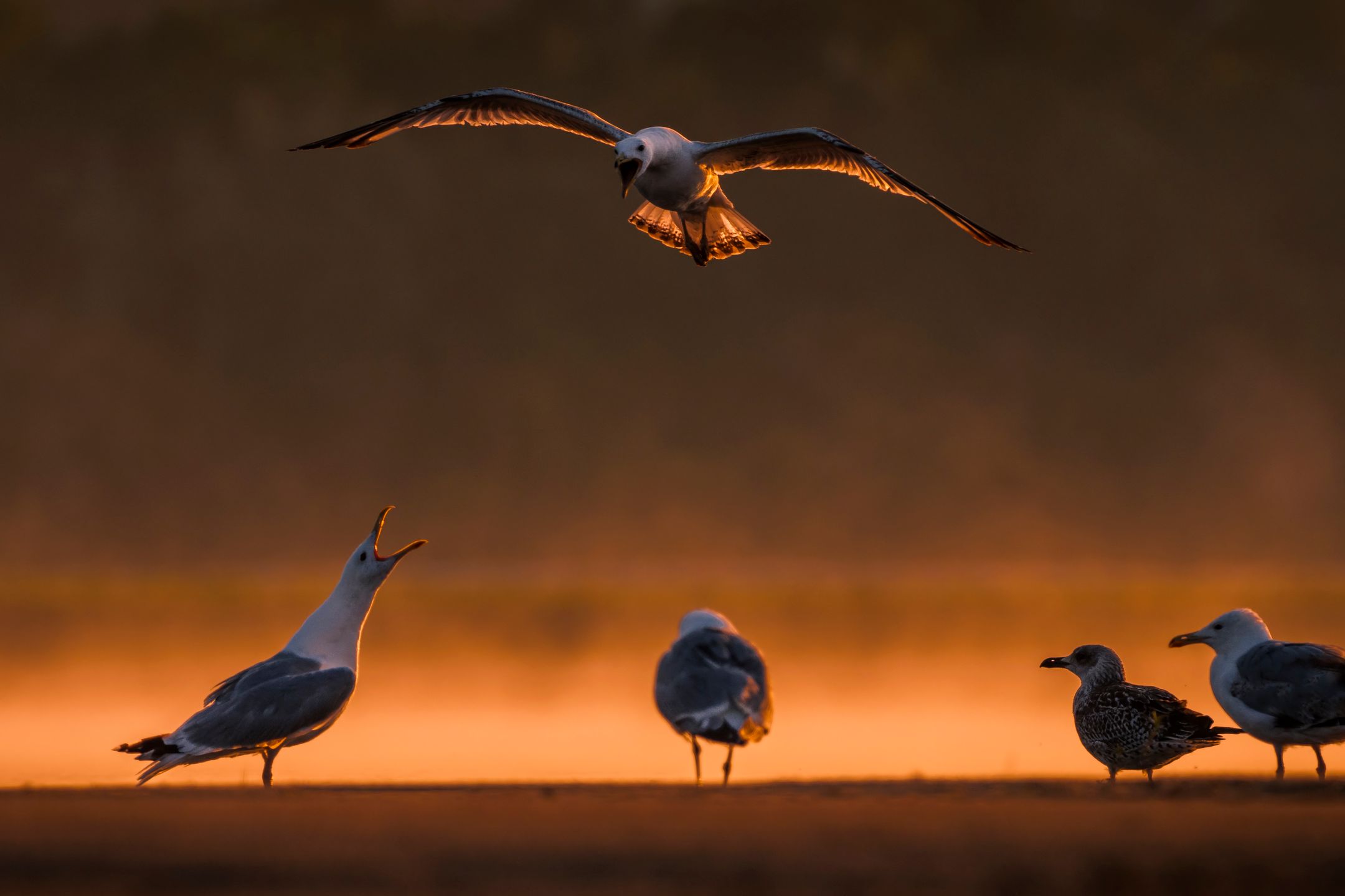Ćwierć morgi błota, czyli o fotografowaniu ptaków 2