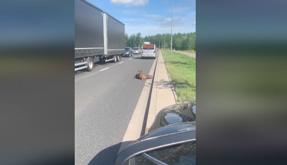 Wrocław. Potrącony dzik leży na drodze. Od czterech godzin nikt nie reaguje