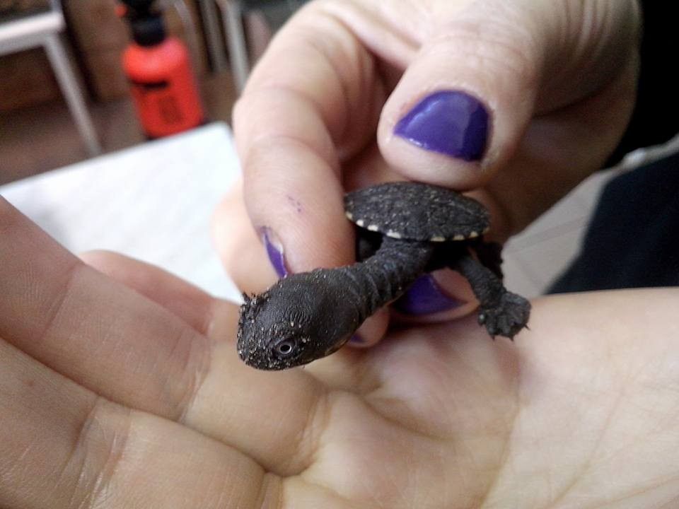 Krytycznie zagrożony gatunek żółwia w warszawskim zoo