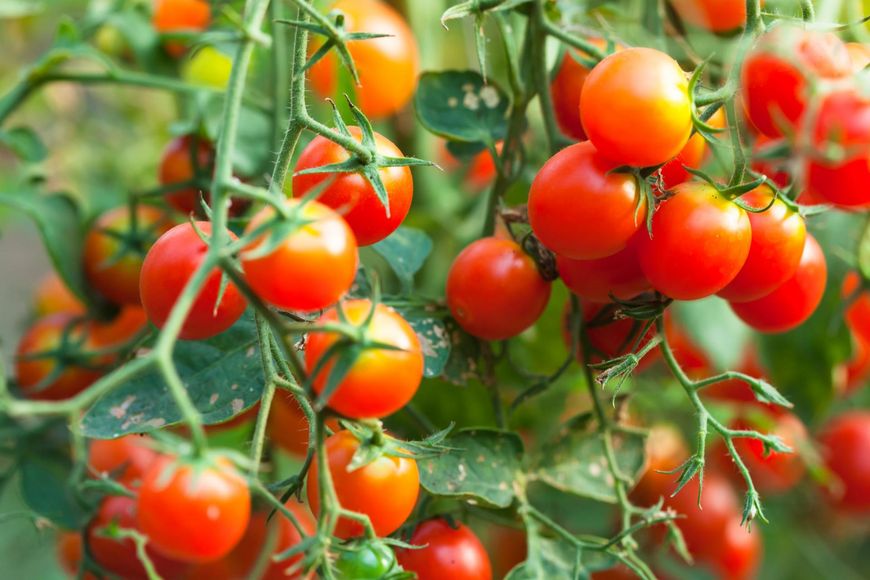 W jednym dużym pomidorze znajdziemy nawet 430 mg potasu, czyli 10 proc. dziennego zapotrzebowania na ten składnik