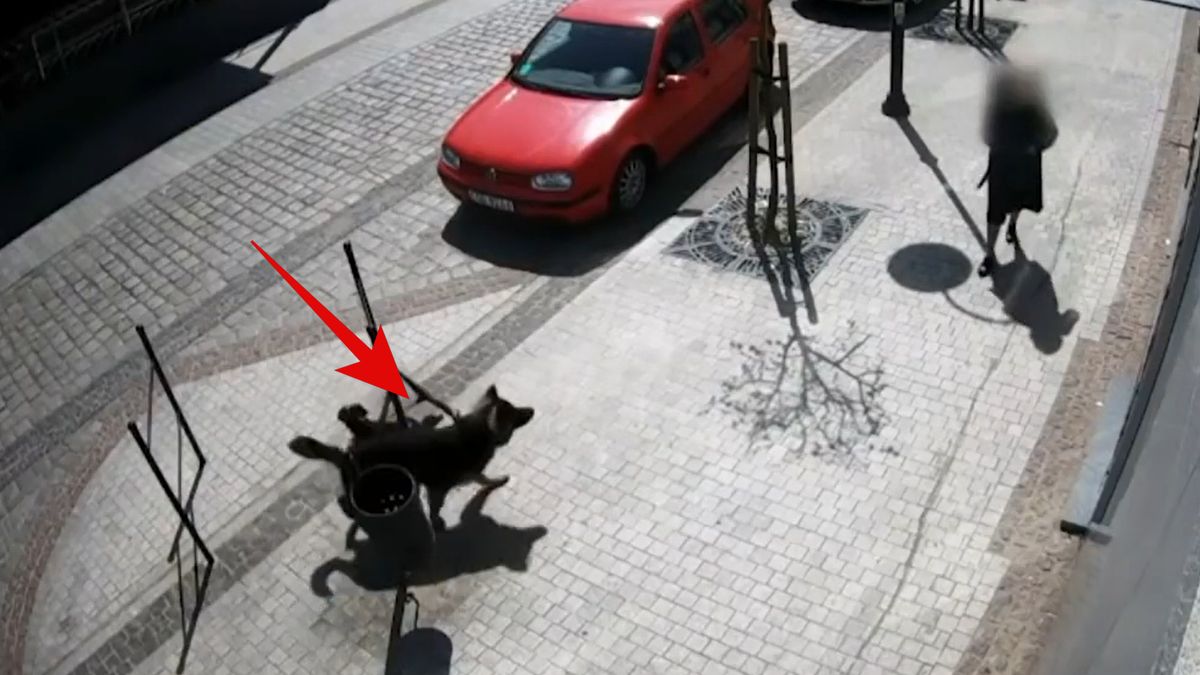 Pies zaatakował przechodniów 