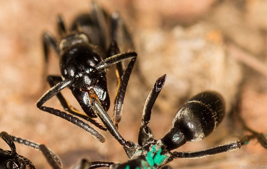 mrówki z gatunku Megaponera