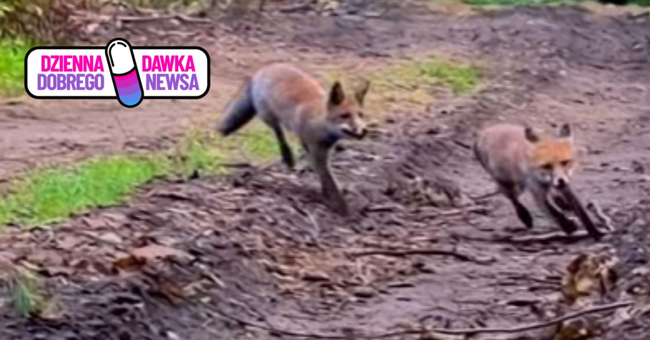 "Wróciły do swoich harców". Leśnicy pokazali wideo