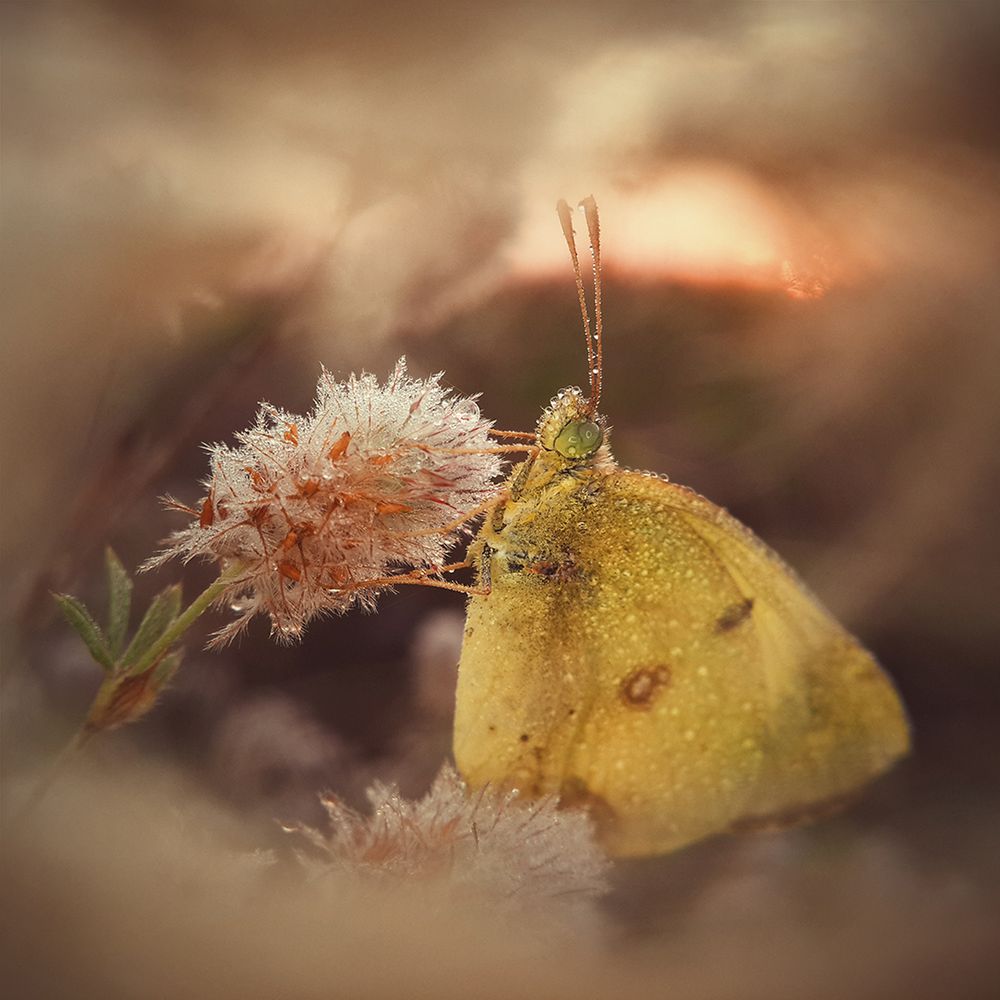 Wielu Polaków wyróżnionych w konkursie Mobile Photography Awards 2017 34