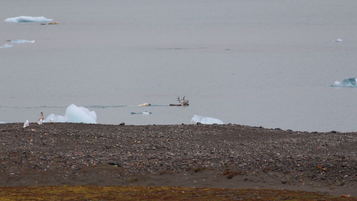 Niezwykle rzadka scena polowania. Niedźwiedź płynął za reniferem 1