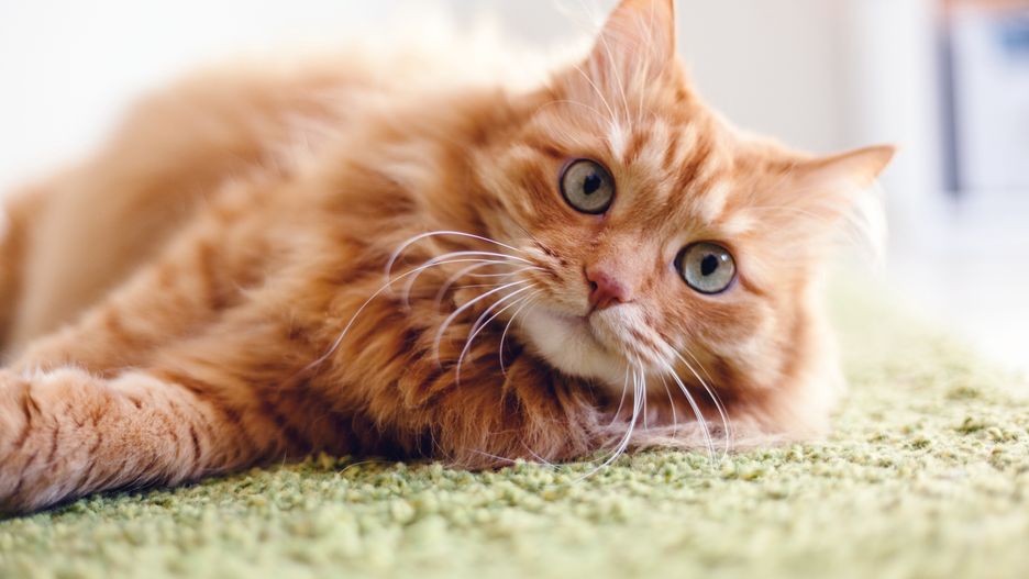 Portrait of a funny beautiful red fluffy cat with green eyes in the interior, pets
cat, red, fluffy, ginger, pet, cute, orange, animal, young, domestic, portrait, kitten, laminate, beautiful, mammal, adorable, feline, carpet, floor, furry, kitty, home, fur, white, one, indoor, indoors, pretty, sitting, funny, face, tabby, hair, comfortable, paw, whisker, lying, healthy, looking, lovely, look, fun