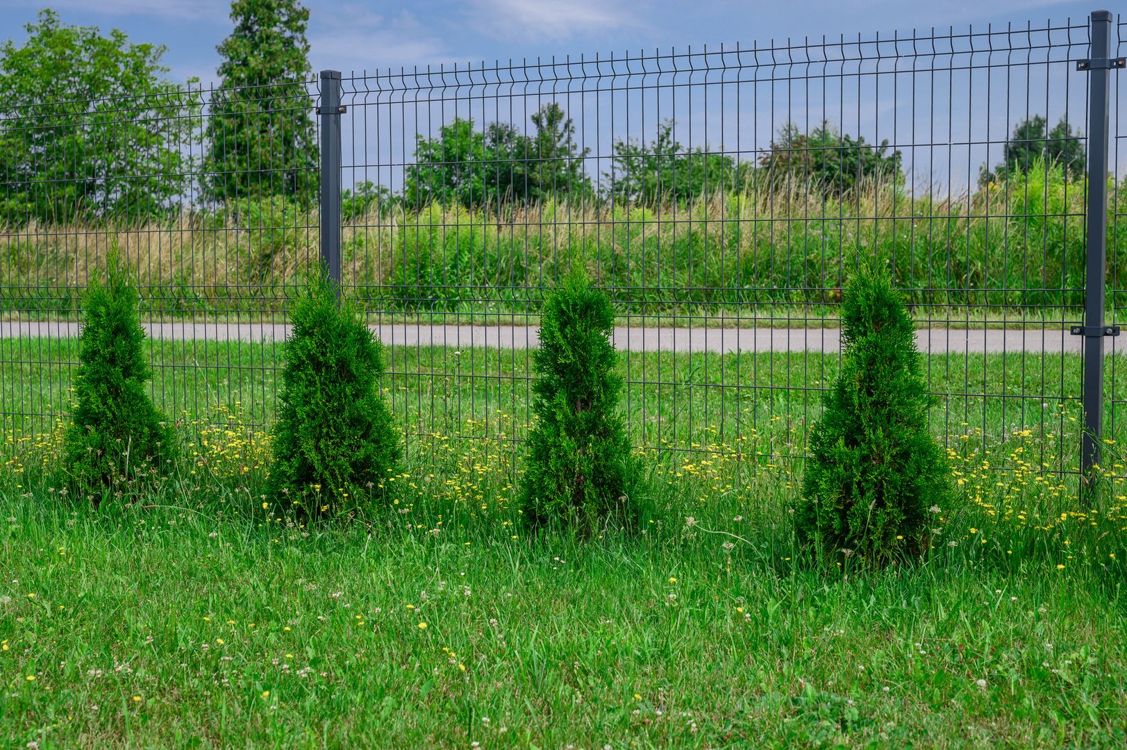 Feng shui w ogrodzie. Wielbiciele tui nie będą zadowoleni