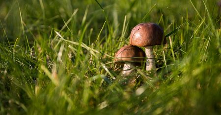 Wybierasz się na grzyby? Możesz dostać mandat 500 zł. Sprawdź, jak go uniknąć