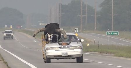 Wiózł ogromnego byka w samochodzie. Siedział na miejscu pasażera