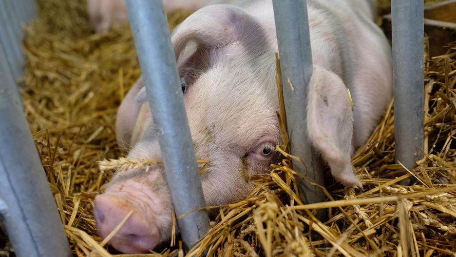 Sulejówek. Kobieta odpowie za znęcanie się nad zwierzęciem [zdj. ilustracyjne]