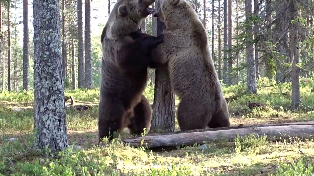 Fotograf był świadkiem walki niedźwiedzi kilka metrów dalej 1
