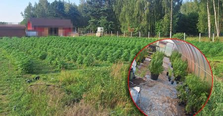 38-latek nawet nie krył się z uprawą. 1288 krzaków konopi rosło na polu za stodołą