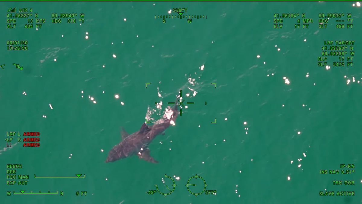 Rekin pływający niedaleko plaży