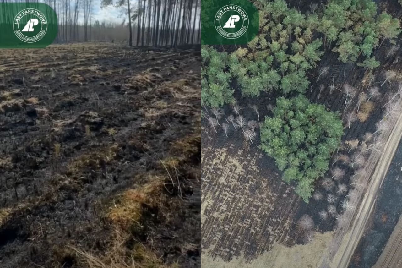 Tak wygląda las po pożarze. Smutne ujęcia