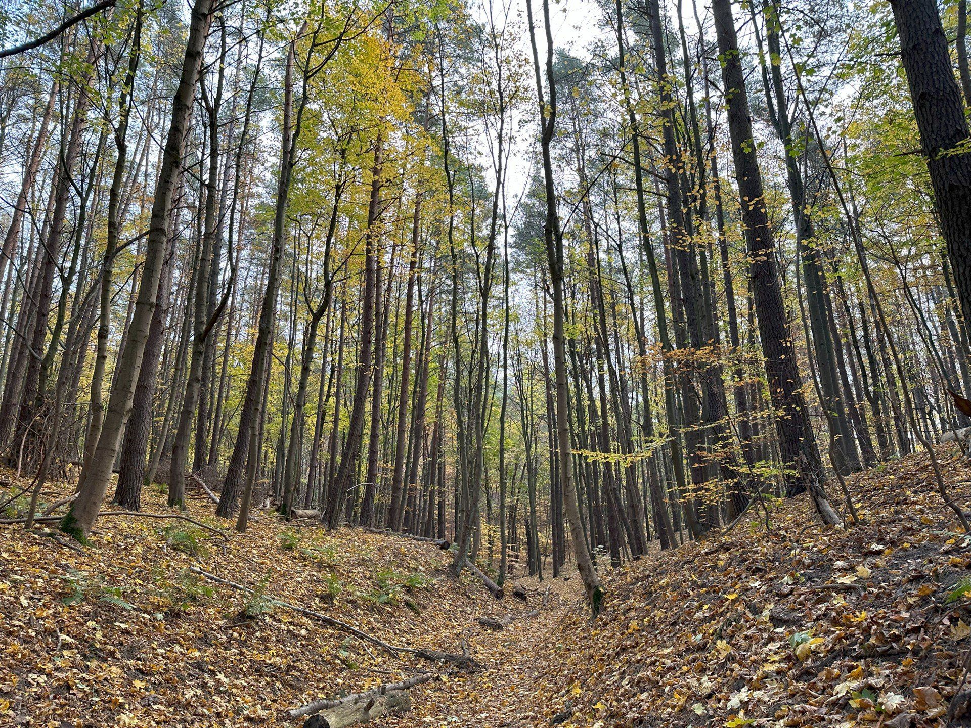 Trójmiejski Park Krajobrazowy