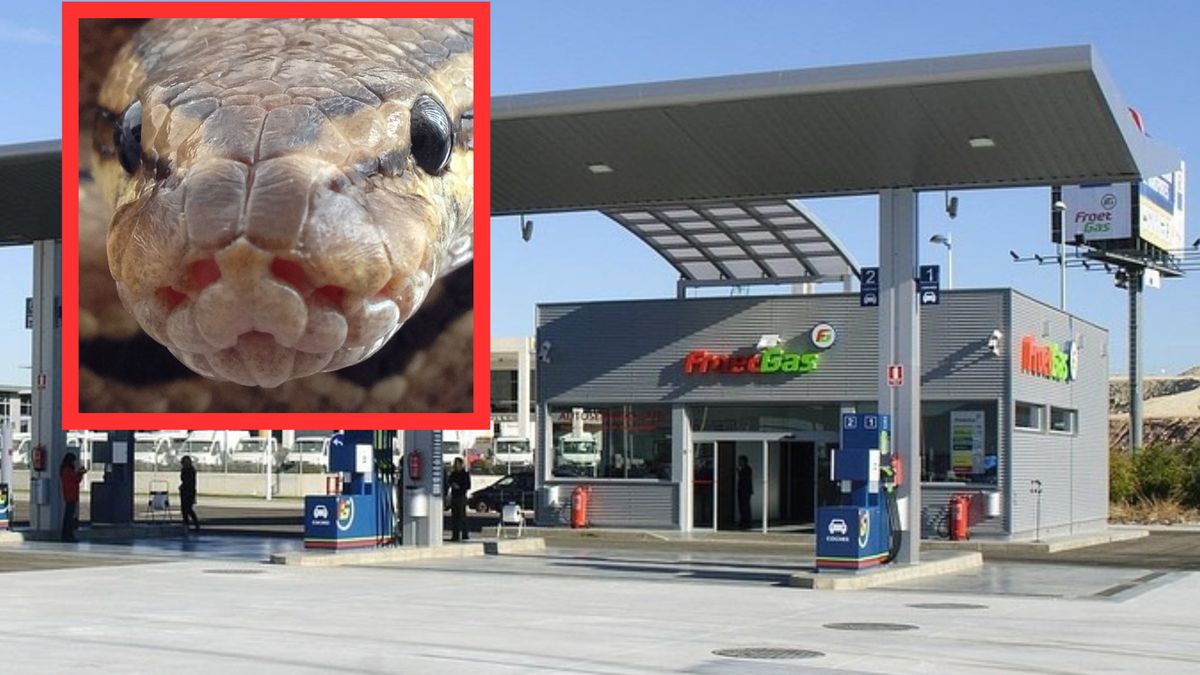 Rabusie za cel obrali sobie sklep na stacji benzynowej