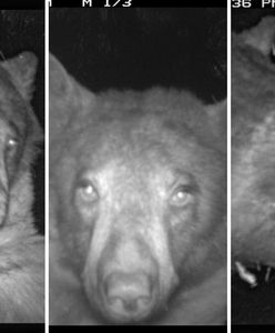 Tego leśnicy się nie spodziewali. Niezwykłe, co uchwyciła fotopułapka