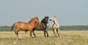 Najpiękniejsze filmy o koniach dla wszystkich miłośników tych zwierząt
