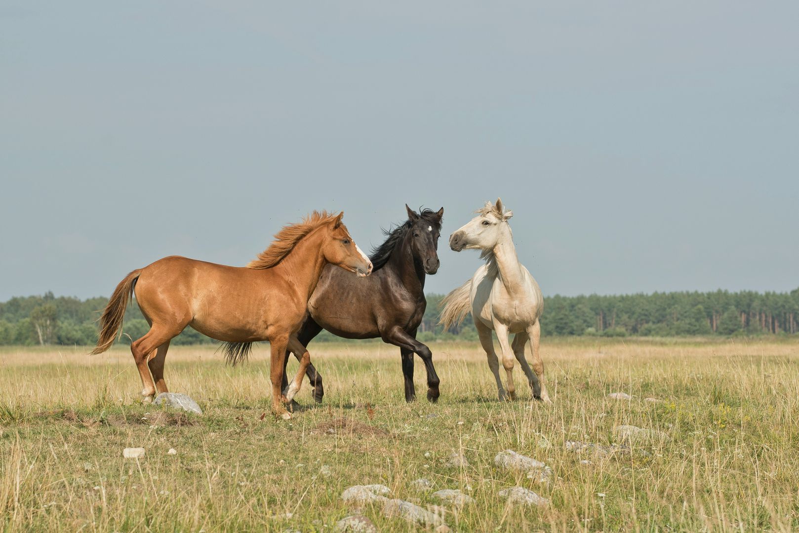 Najpiękniejsze filmy o koniach dla wszystkich miłośników tych zwierząt
